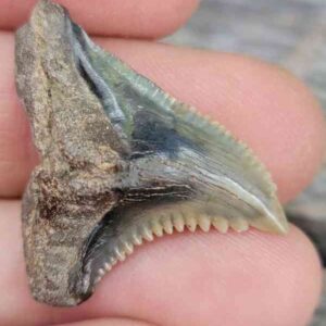 Hemipristis Shark Tooth