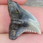 Hemipristis Shark Tooth