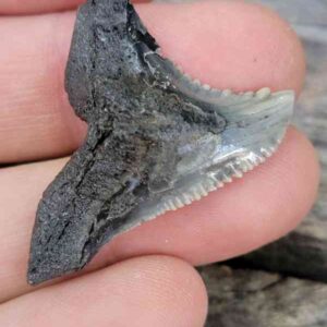 Hemipristis Shark Tooth