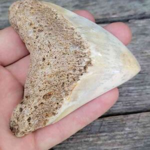 Megalodon Tooth