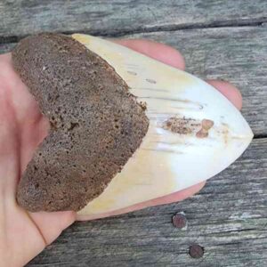 Megalodon Tooth