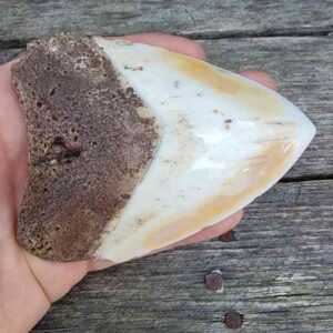 Megalodon Tooth