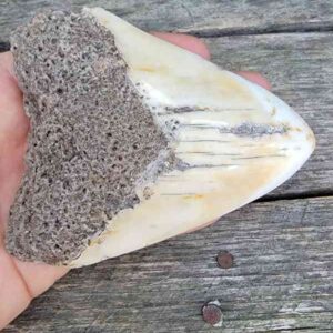 Megalodon Tooth