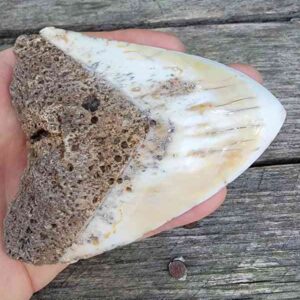 Megalodon Tooth