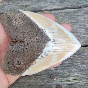 Megalodon Tooth