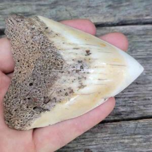 Megalodon Tooth
