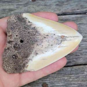 Megalodon Tooth