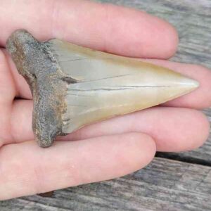 Fossil Mako Shark Tooth
