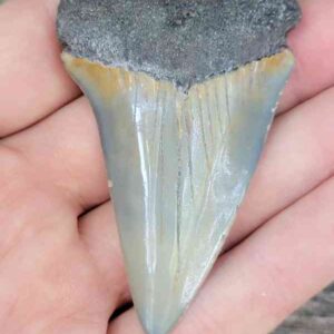 Fossil Mako Shark Tooth