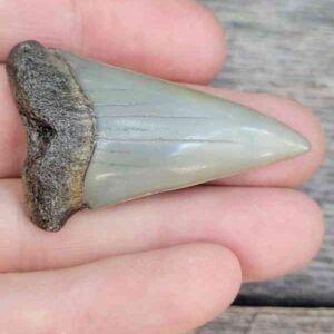 Fossil Mako Shark Tooth