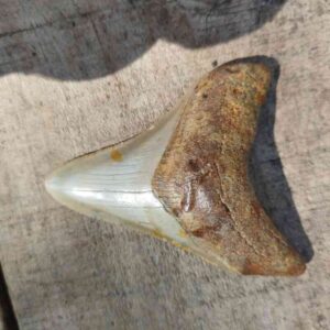 Megalodon Shark Tooth