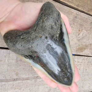 Megalodon Shark Tooth