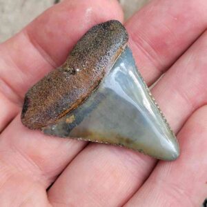 Fossil Great White Tooth
