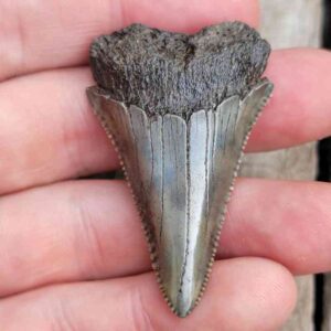 Rare 2.16 Colorful Fossil Great White Shark Tooth from Sacaco