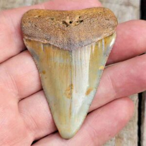 Fossil Great White Tooth