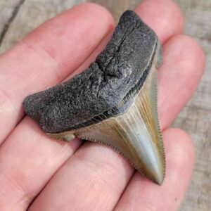 Angustiden Shark Tooth