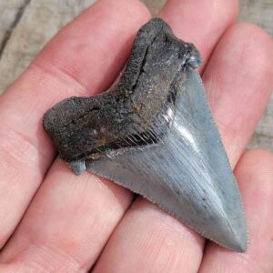 Angustiden Shark Tooth