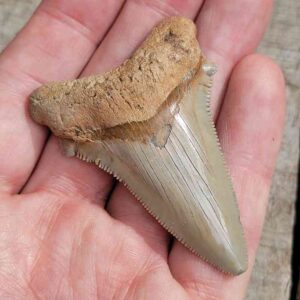 Angustiden Shark Tooth