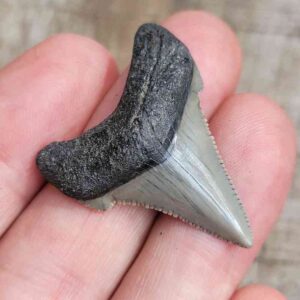 Angustiden Shark Tooth