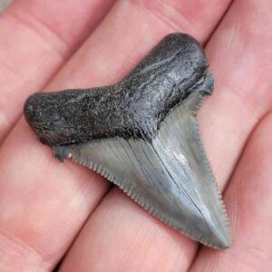 Angustiden Shark Tooth