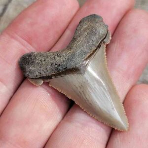 Angustiden Shark Tooth