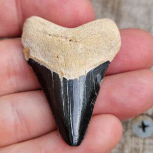 Bone Valley Megalodon Teeth