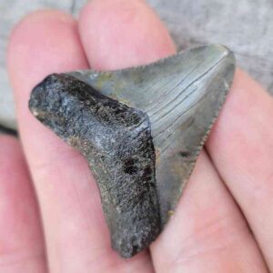 Authentic 1-inch Megalodon tooth fossil, triangular shape with natural coloration