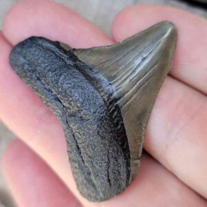 Authentic 1-inch Megalodon tooth fossil, triangular shape with natural coloration