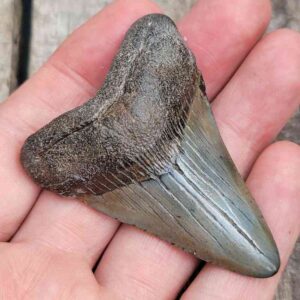 Megalodon Shark Tooth