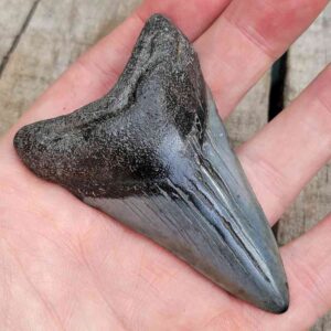 Megalodon Shark Tooth