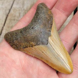Megalodon Shark Tooth