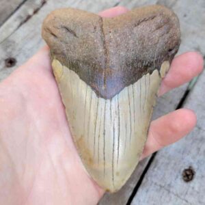 4.5" Megalodon Teeth