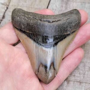 Polished Megalodon Shark Tooth #18