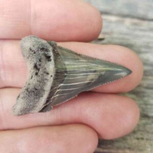 Angustiden Shark Tooth