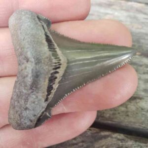 Angustiden Shark Tooth