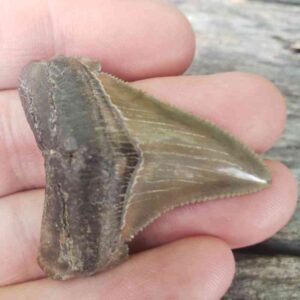Angustiden Shark Tooth