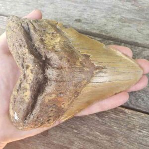 Megalodon Tooth
