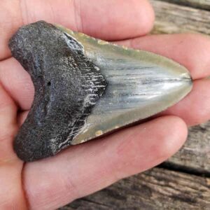 Megalodon Shark Tooth