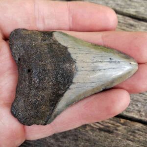 Megalodon Shark Tooth