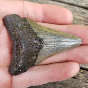 Megalodon Shark Tooth
