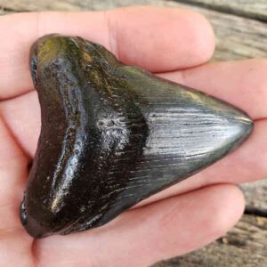Megalodon Shark Tooth