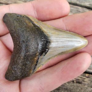 Megalodon Shark Tooth