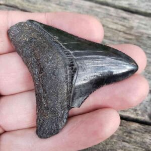 Megalodon Shark Tooth