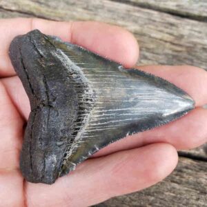 Megalodon Shark Tooth