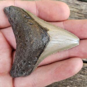Megalodon Shark Tooth