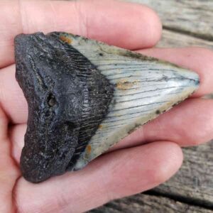 Megalodon Shark Tooth