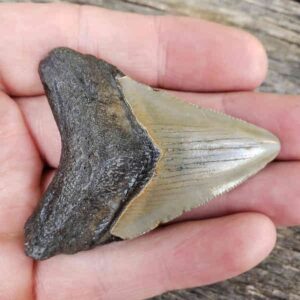 Megalodon Shark Tooth