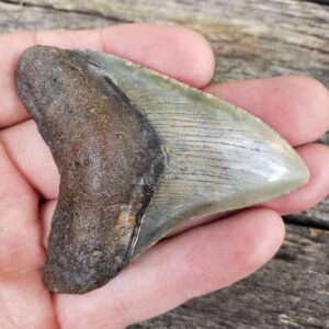 Megalodon Shark Tooth