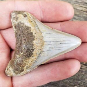 Megalodon Shark Tooth