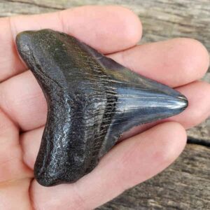 Megalodon Shark Tooth